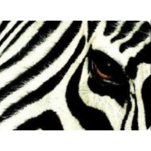 Zebra Team Profesyonel Ekip Yönetimi