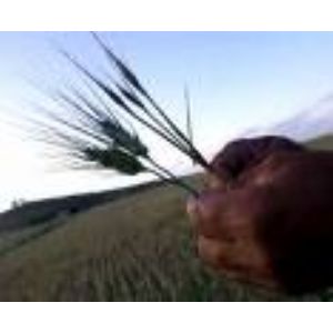 AKDANOĞLU.TARIM.ÜRN.TİC.LTD.ŞTİ