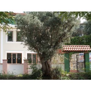 Forum Emlak & Minare İnşaat