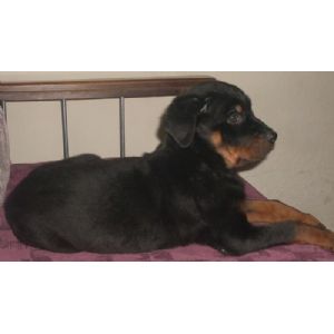 Rottweiller Platform