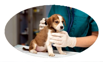 All Animal Veteriner Kliniği